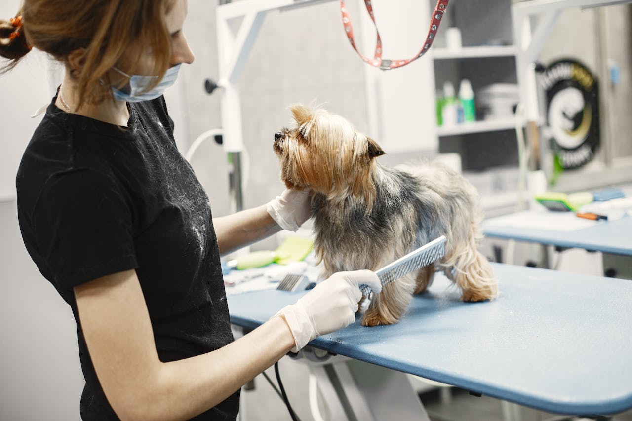 Curly-coated dog with bandana after grooming at Pretty Paws Pet Parlor