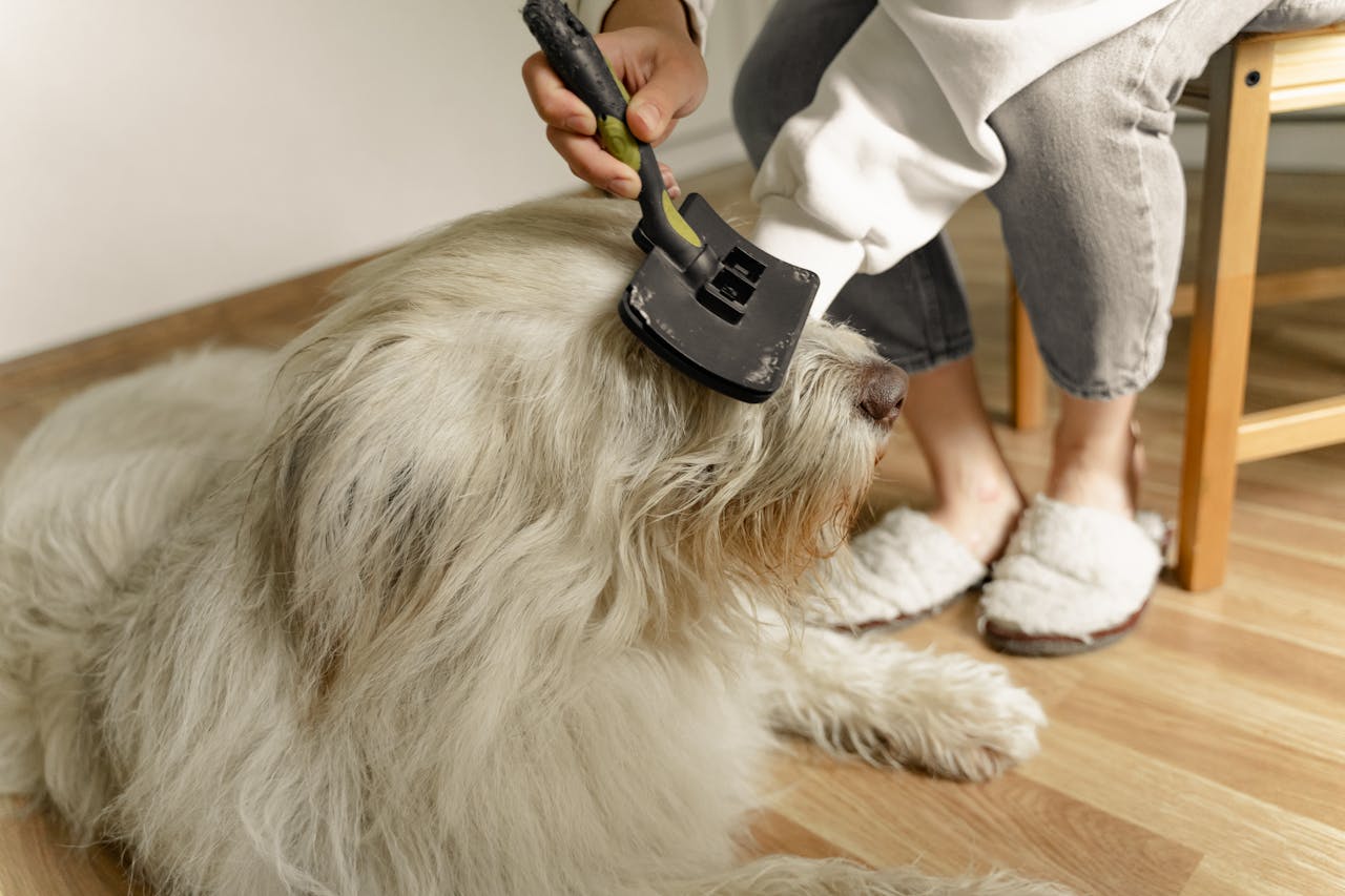 Small curly-haired dog on a grooming table at Pretty Paws Pet Parlor in Nabb Indiana