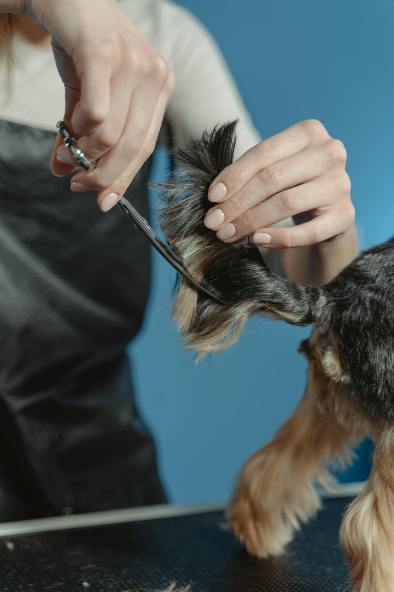 Dog getting nail trim at Pretty Paws Pet Parlor grooming salon